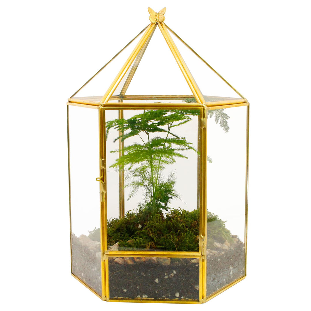 ELEGANTLIFE Geometrisches Pflanzenterrarium aus Glas, Sukkulenten- und Luft-Pflanzgefäss für Zuhause