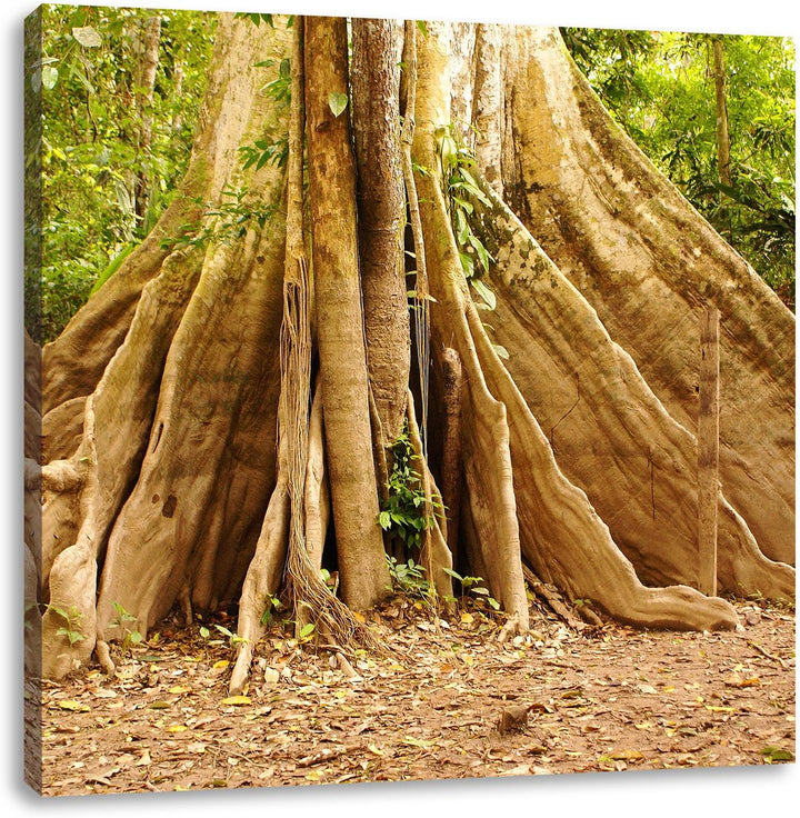 Mächtiger Urwald Baum, Format: 70x70 auf Leinwand, XXL riesige Bilder fertig gerahmt mit Keilrahmen,