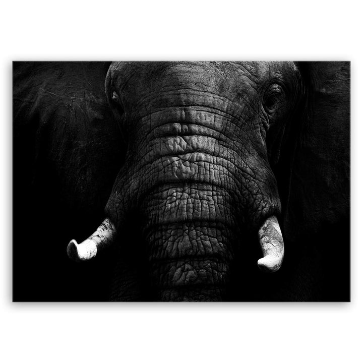 ge Bildet Bild auf Leinwand | Elefant - schwarz weiss in 100x70 cm als Wandbild | Wand-deko Dekorati
