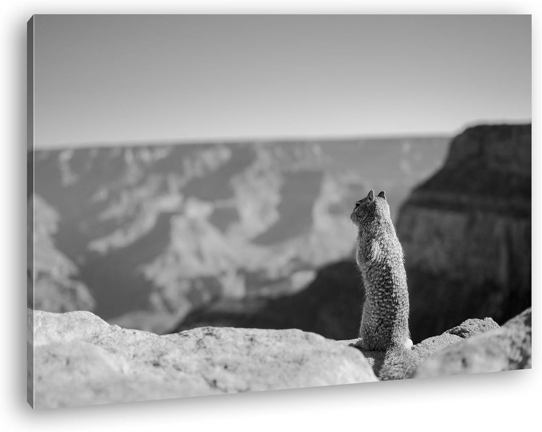 deyoli einsames Eichhörnchen am Canyon Effekt: Schwarz/Weiss Format: 80x60 als Leinwand, Motiv ferti
