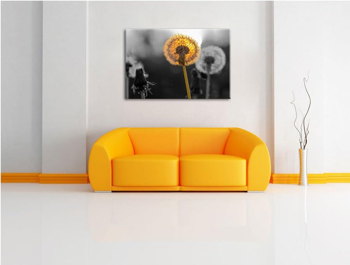 schöne Pusteblumen beim Sonnenuntergang schwarz/weiss Format: 100x70 auf Leinwand, XXL riesige Bilde