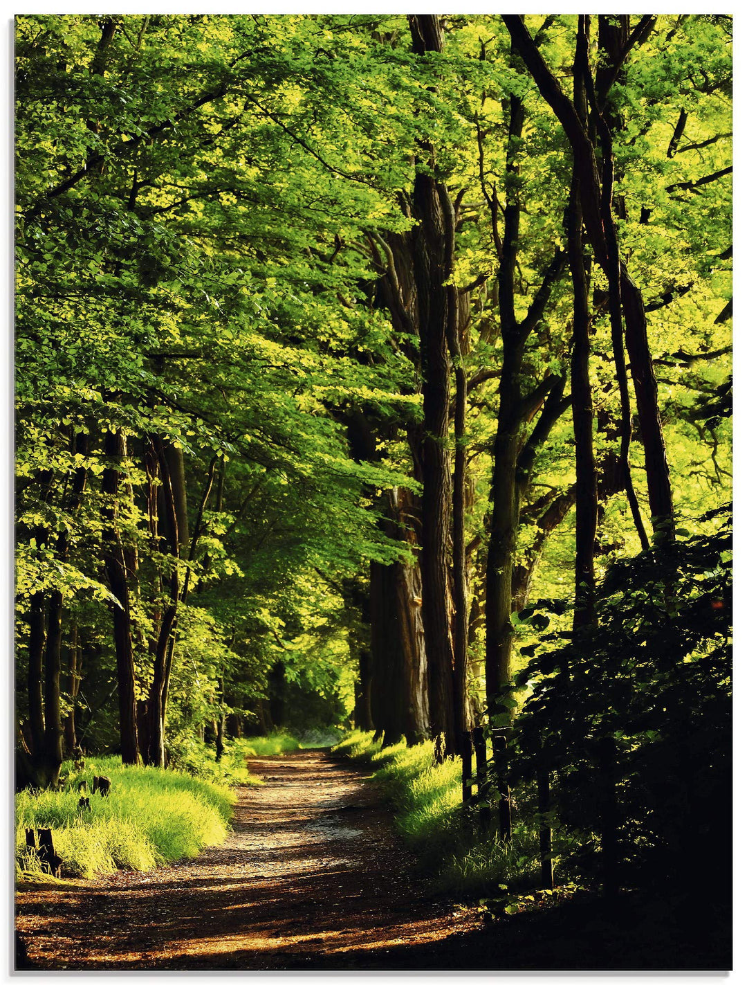 Glasbilder Wandbild Glas Bild einteilig 45x60 cm Hochformat Natur Wald Bäume Frühling Spaziergang La