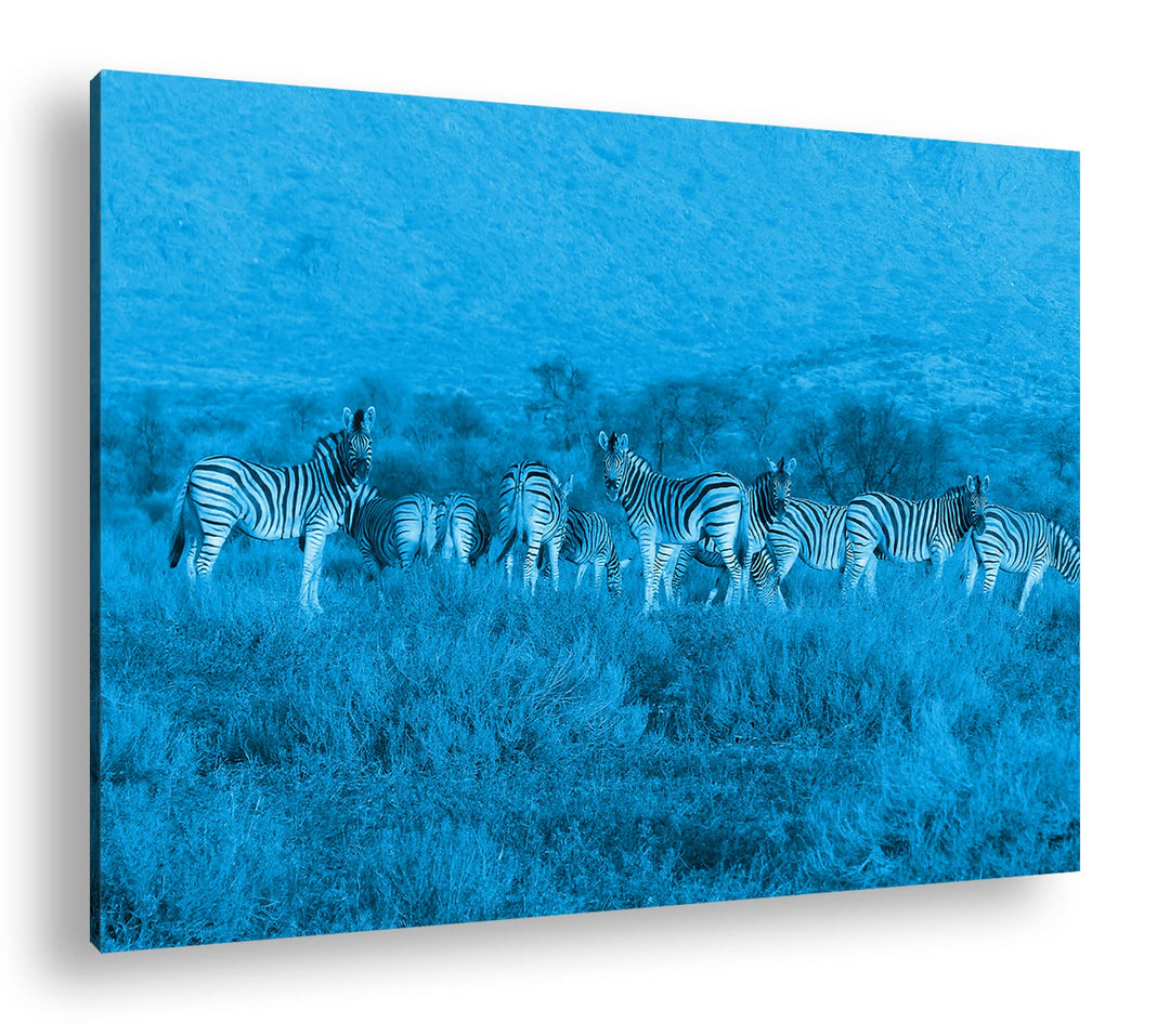 deyoli kleine Zebra Gruppe in der Savanne Format 80x60 Effekt: Monocrome Blau als Leinwandbild, Moti