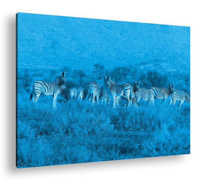 deyoli kleine Zebra Gruppe in der Savanne Format 80x60 Effekt: Monocrome Blau als Leinwandbild, Moti