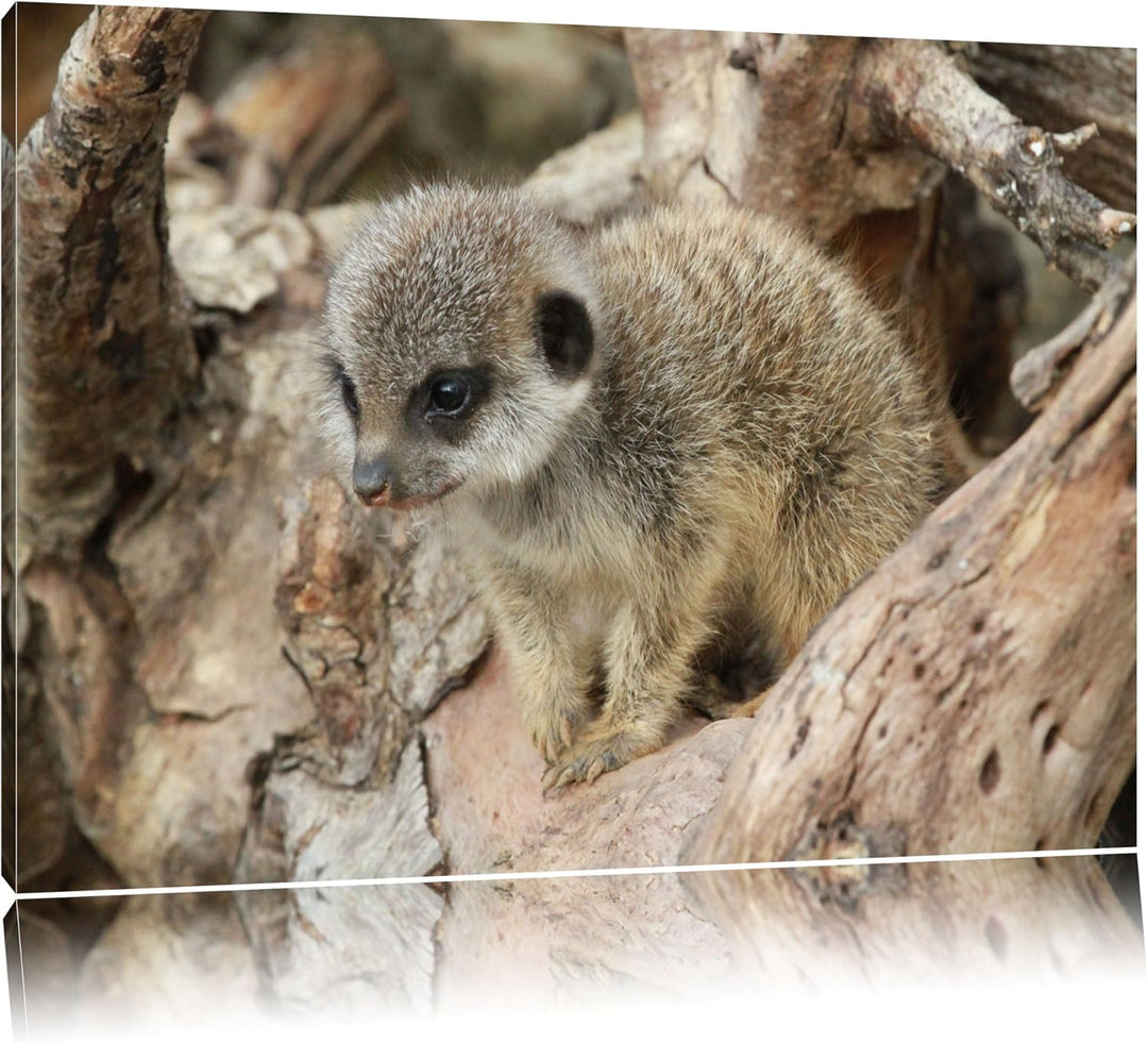Pixxprint junges Erdmännchen auf Baum auf Leinwand, XXL riesige Bilder fertig gerahmt mit Keilrahmen