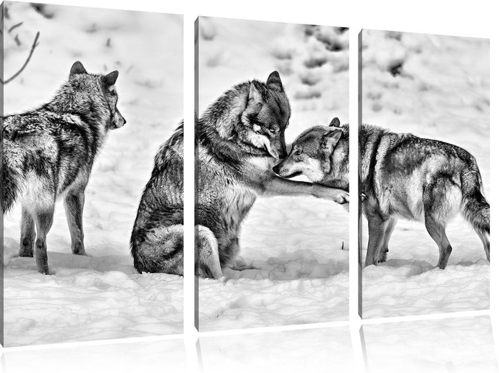Pixxprint Monocrome, spielendes Wolfsrudel 3-Teiler Leinwandbild 120x80 Bild auf Leinwand