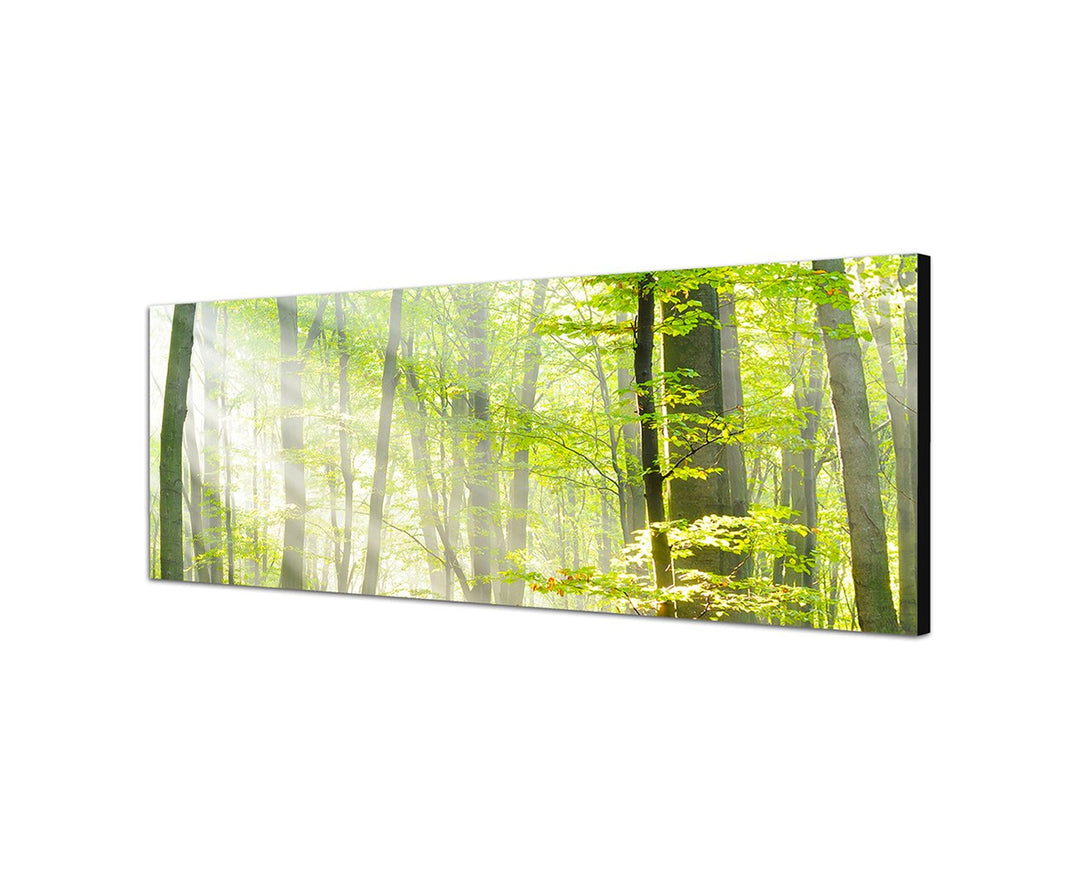 Sinus Art Wandbild 150x50cm Bäume Wald Sonnenstrahlen Herbst