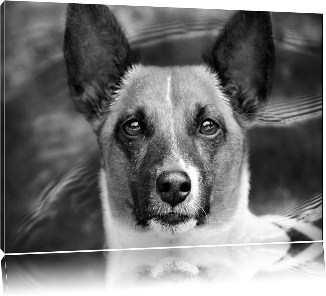 Pixxprint niedlicher Hund im Wasser auf Leinwand, XXL riesige Bilder fertig gerahmt mit Keilrahmen,