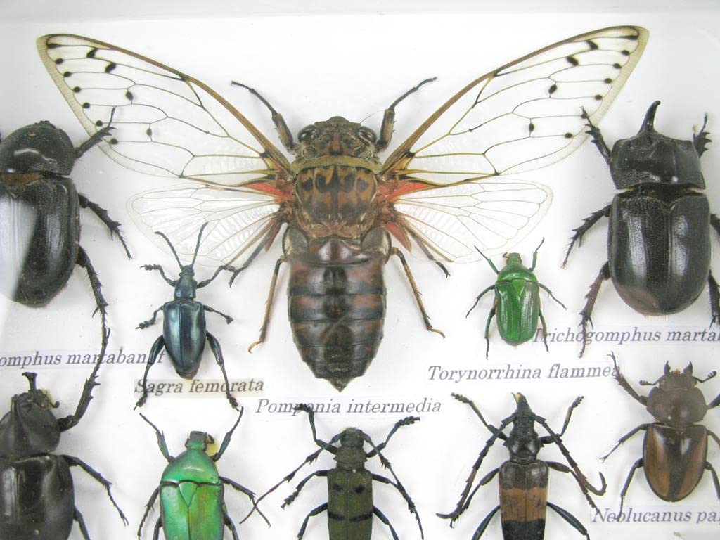 Echte exotische riesige Käfer, Insekten und Krabbler im 3D Schaukasten aus Holz - Insekten - Taxider
