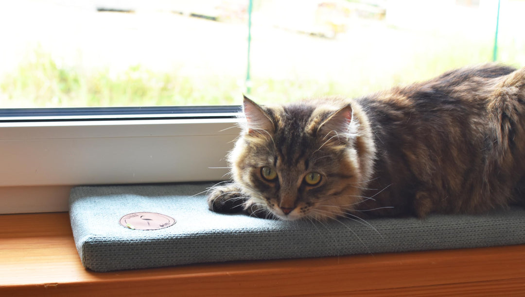 Prime Katzen Fensterliege Für Katzen, Fensterbank mit Einer Rutschfesten Rückseite, Katzenbett Fenst