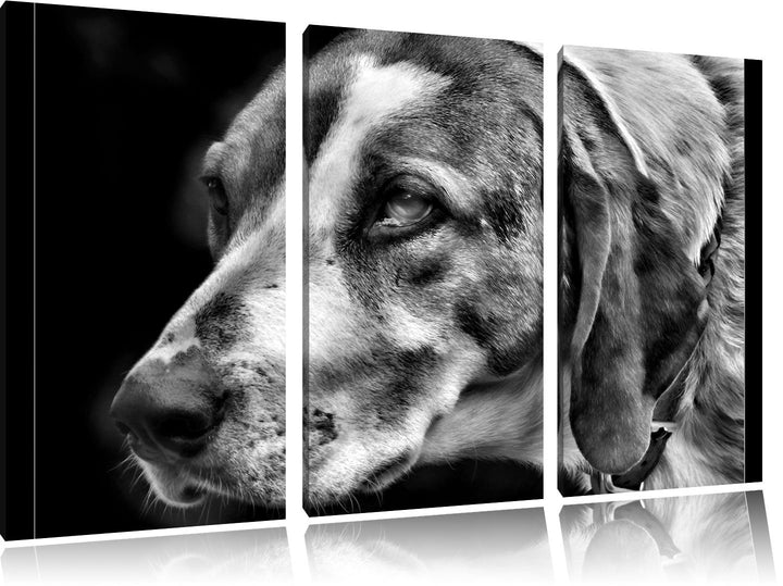 Pixxprint hübscher Hund im Seitenprofil als Leinwandbild/Grösse: 3 Teilig (120x80) / Wandbild/Kunstd