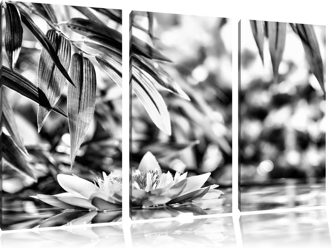 Pixxprint Weisse Seerose im Wasser Wellness als Leinwandbild/Grösse: 3 Teilig (120x80) cm/Wandbild/K
