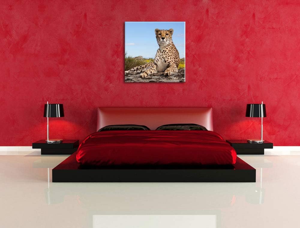 Gepard in Savanne, Format: 70x70 auf Leinwand, XXL riesige Bilder fertig gerahmt mit Keilrahmen, Kun