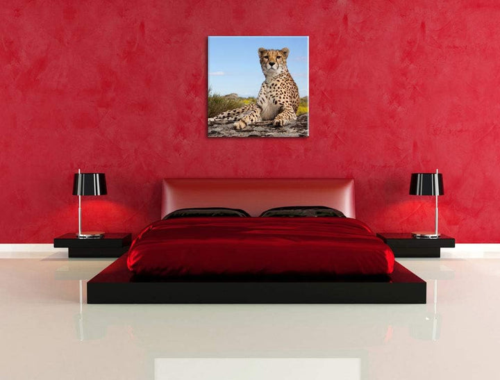Gepard in Savanne, Format: 70x70 auf Leinwand, XXL riesige Bilder fertig gerahmt mit Keilrahmen, Kun
