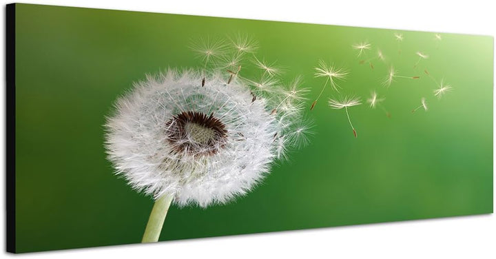 Paul Sinus Art Panoramabild auf Leinwand und Keilrahmen 150x50cm Pusteblume Sonnenblume Morgenlicht
