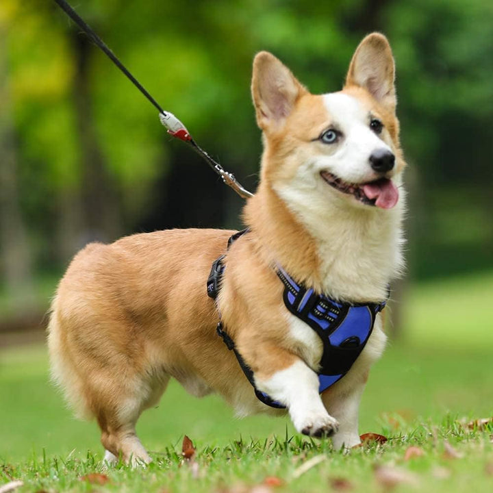 rabbitgoo Hundegeschirr Mittelgrosse Hunde Anti Zug Geschirr Hund mit Kontrolle No Pull Verstellbar