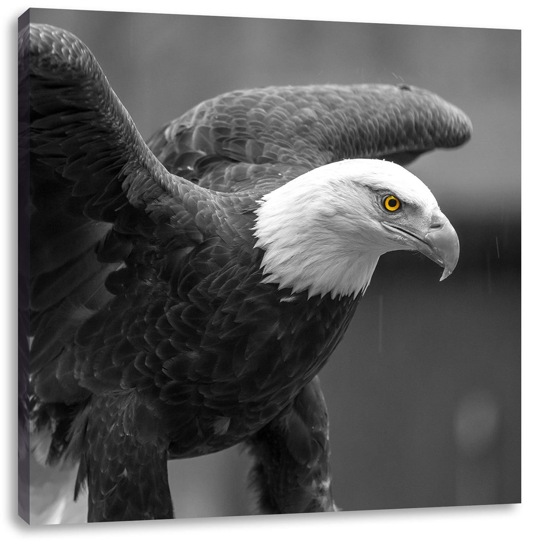 Pixxprint schöner Weisskopfseeadler als Leinwandbild/Grösse: 70x70 cm/Wandbild/Kunstdruck/fertig bes