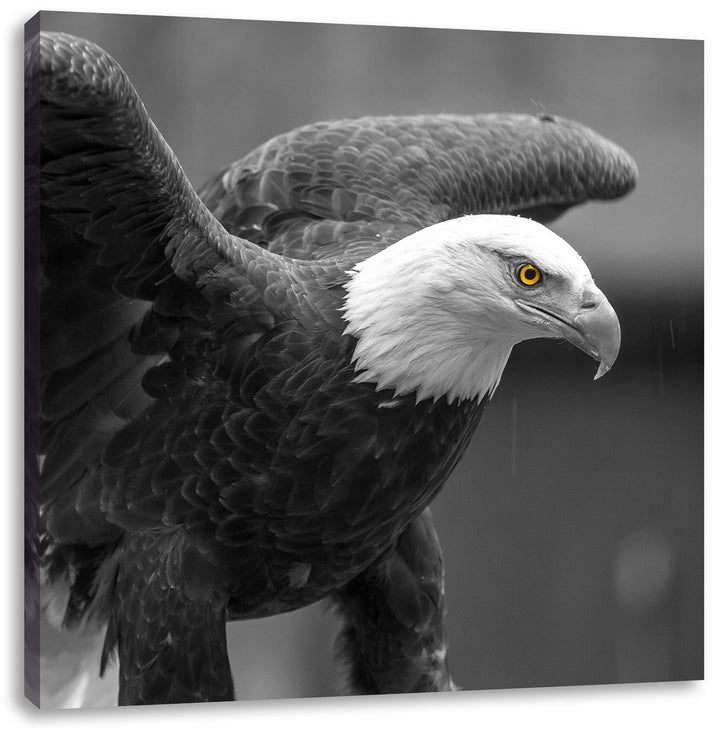 Pixxprint schöner Weisskopfseeadler als Leinwandbild/Grösse: 70x70 cm/Wandbild/Kunstdruck/fertig bes