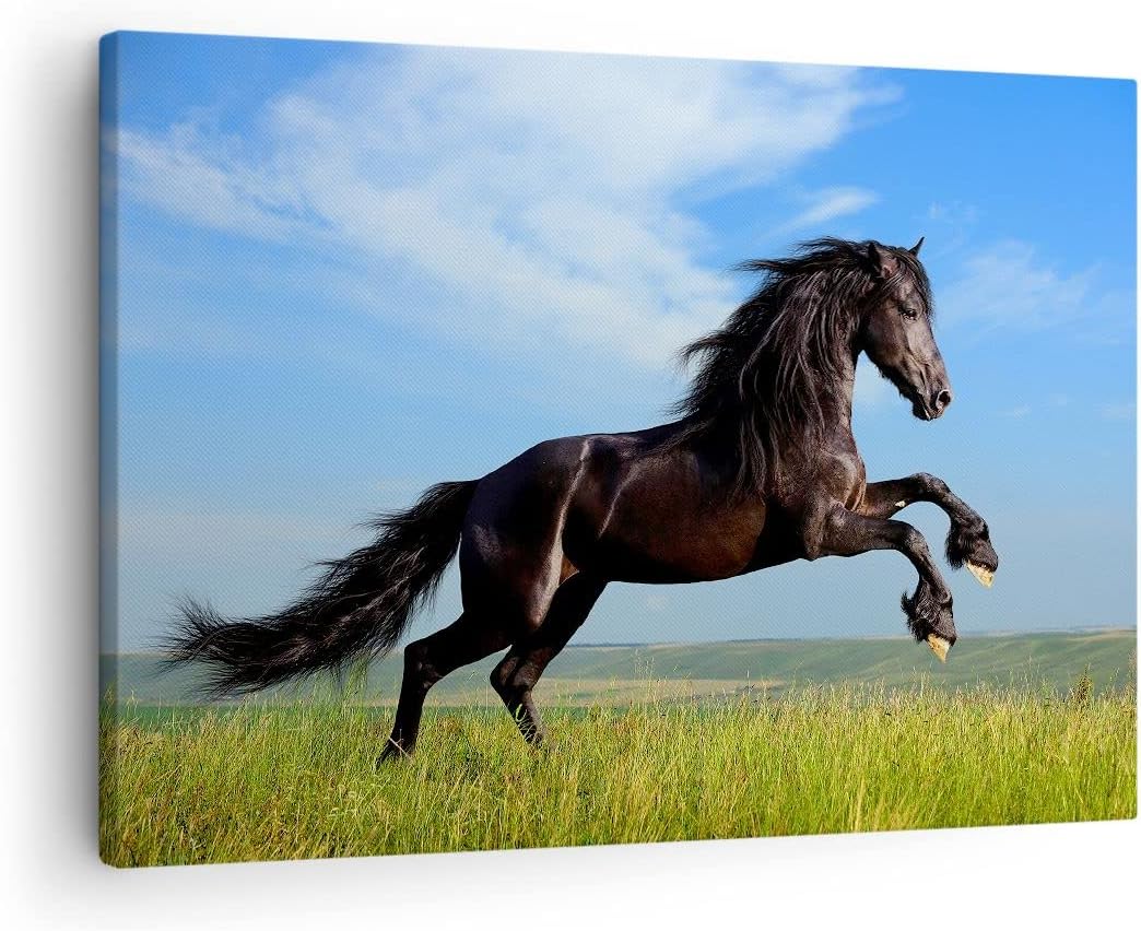 Bilder auf Leinwand Schwarzes Pferd Pferd Galopp Leinwandbild 70x50cm Wandbilder Dekoration Wohnzimm