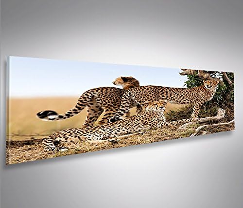islandburner Bild Bilder auf Leinwand Gepard Geparden Raubkatze Panorama XXL Poster Leinwandbild Wan