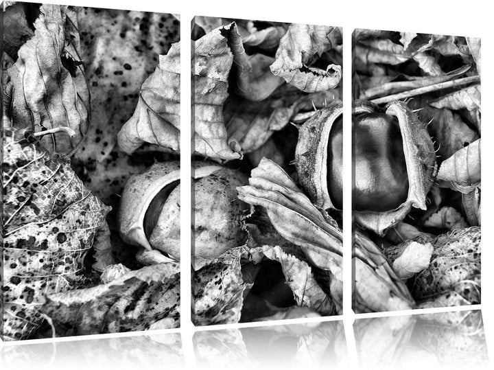 Pixxprint Zwei offene Kastanien als Leinwandbild/Grösse: 3 Teilig (120x80) cm/Wandbild/Kunstdruck/fe