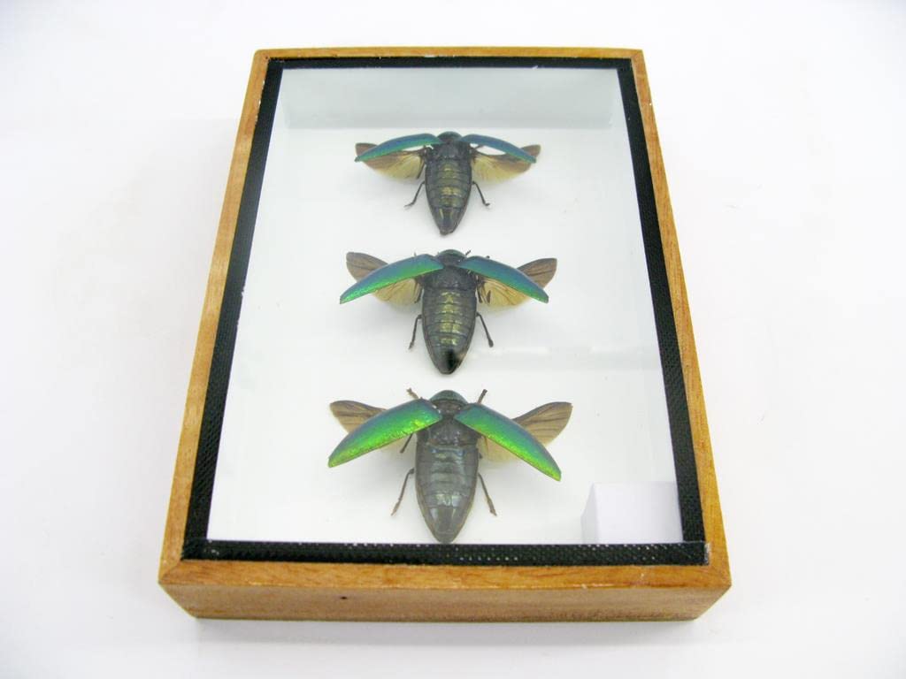 Echte exotische riesige Käfer, Insekten und Krabbler im Schaukasten - Insekten - Taxidermie (3 Stern