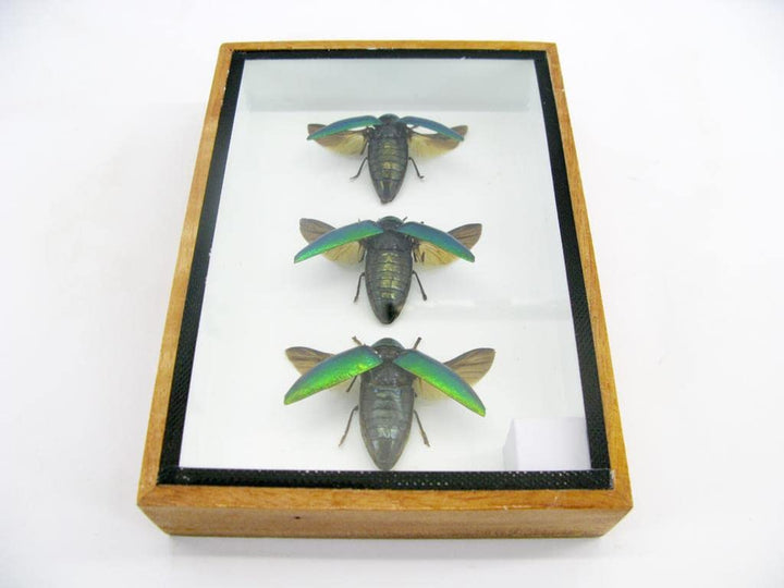 Echte exotische riesige Käfer, Insekten und Krabbler im Schaukasten - Insekten - Taxidermie (3 Stern