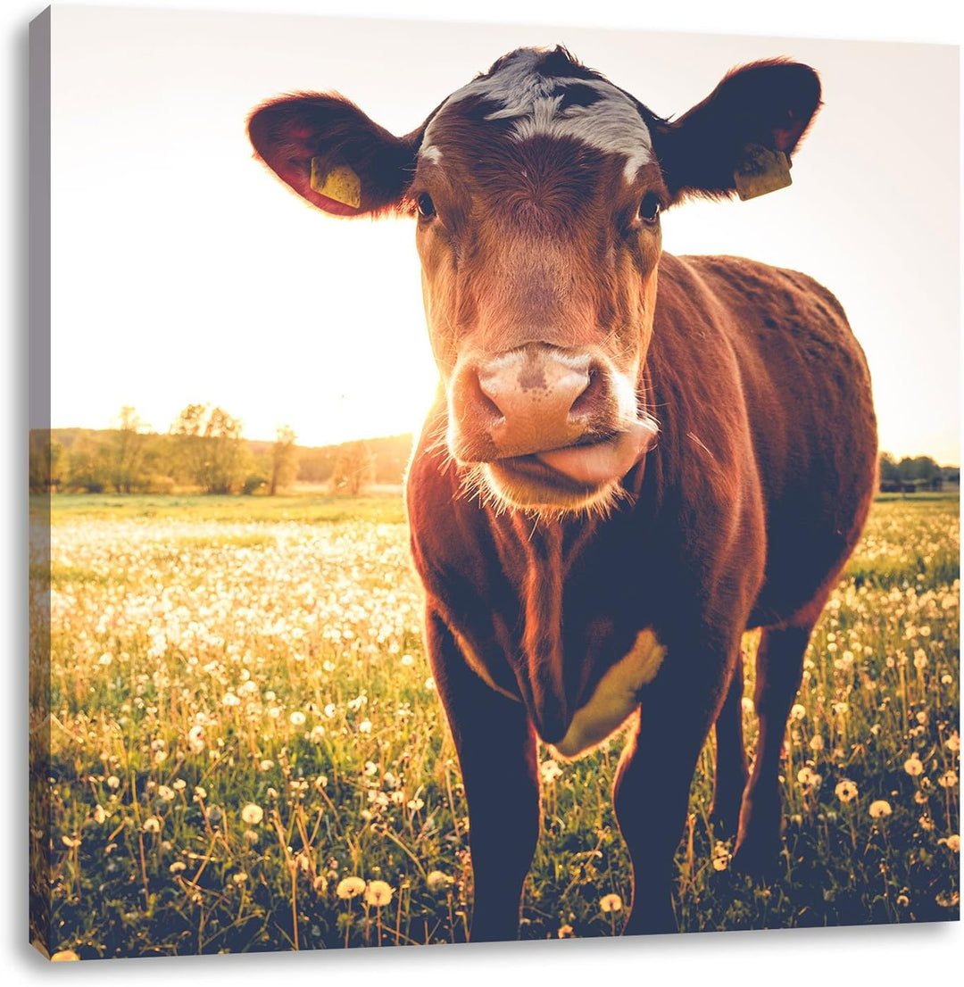 Pixxprint Kuh auf Butterblumenwiese als Leinwandbild/Grösse: 70x70 cm/Wandbild/Kunstdruck/fertig bes
