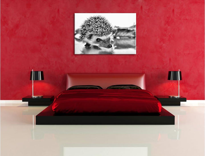 Monocrome, Süsser Igel , Format: 100x70 auf Leinwand, XXL riesige Bilder fertig gerahmt mit Keilrahm