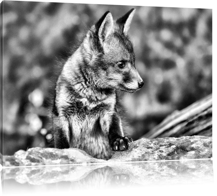 Monocrome, junger Fuchs, Format: 100x70 auf Leinwand, XXL riesige Bilder fertig gerahmt mit Keilrahm