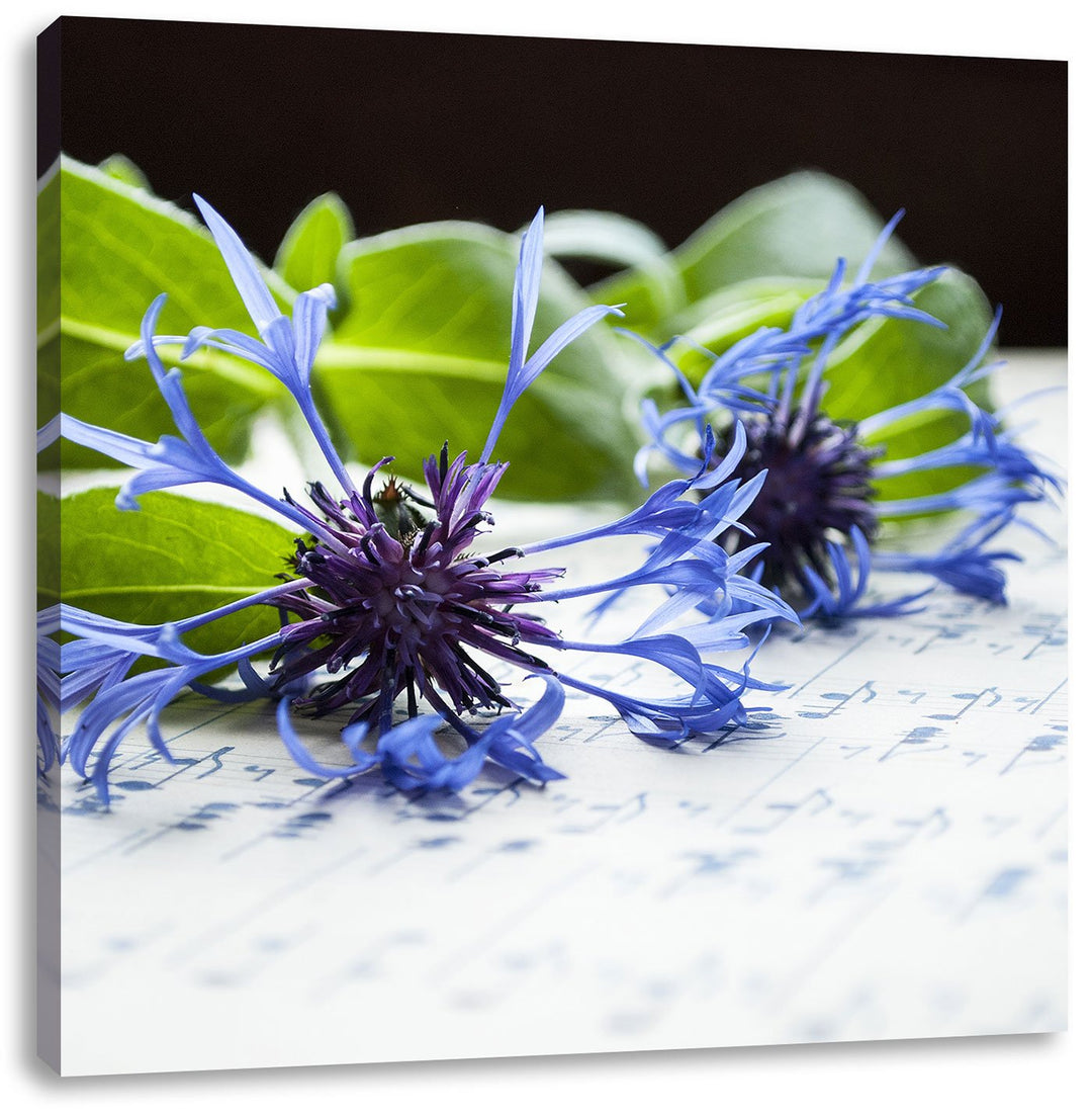 Pixxprint Notenblatt mit Kornblume als Leinwandbild Quadratisch/Grösse: 70x70 / Wandbild/Kunstdruck/