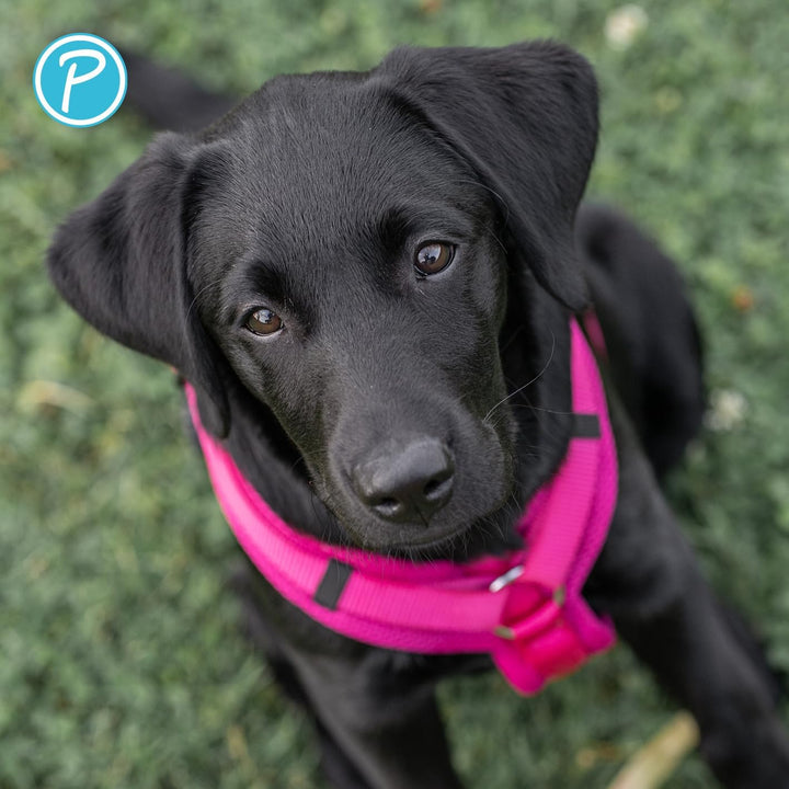 Petlando Hundegeschirr gepolstert, Mesh Y-Comfort, weich, stufenlos verstellbar, besonders leicht &amp;