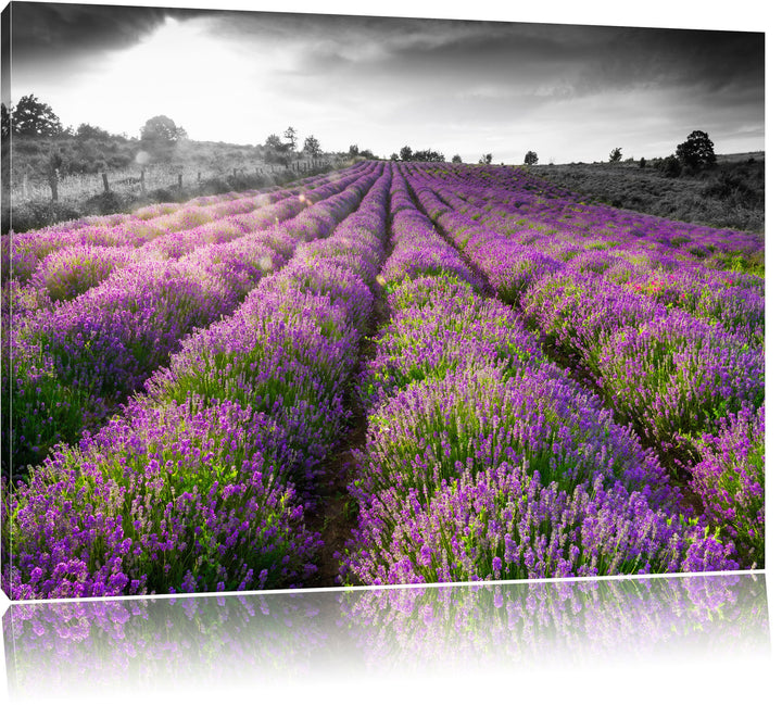 Lavendelfelder in der Provence schwarz/weiss Format: 100x70 auf Leinwand, XXL riesige Bilder fertig