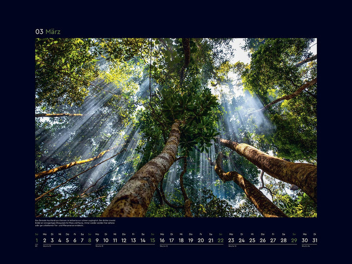 Magische Wälder der Erde - KUNTH Wandkalender 2026: Hochwertiger, bildstarker Kalender mit Spiralbin