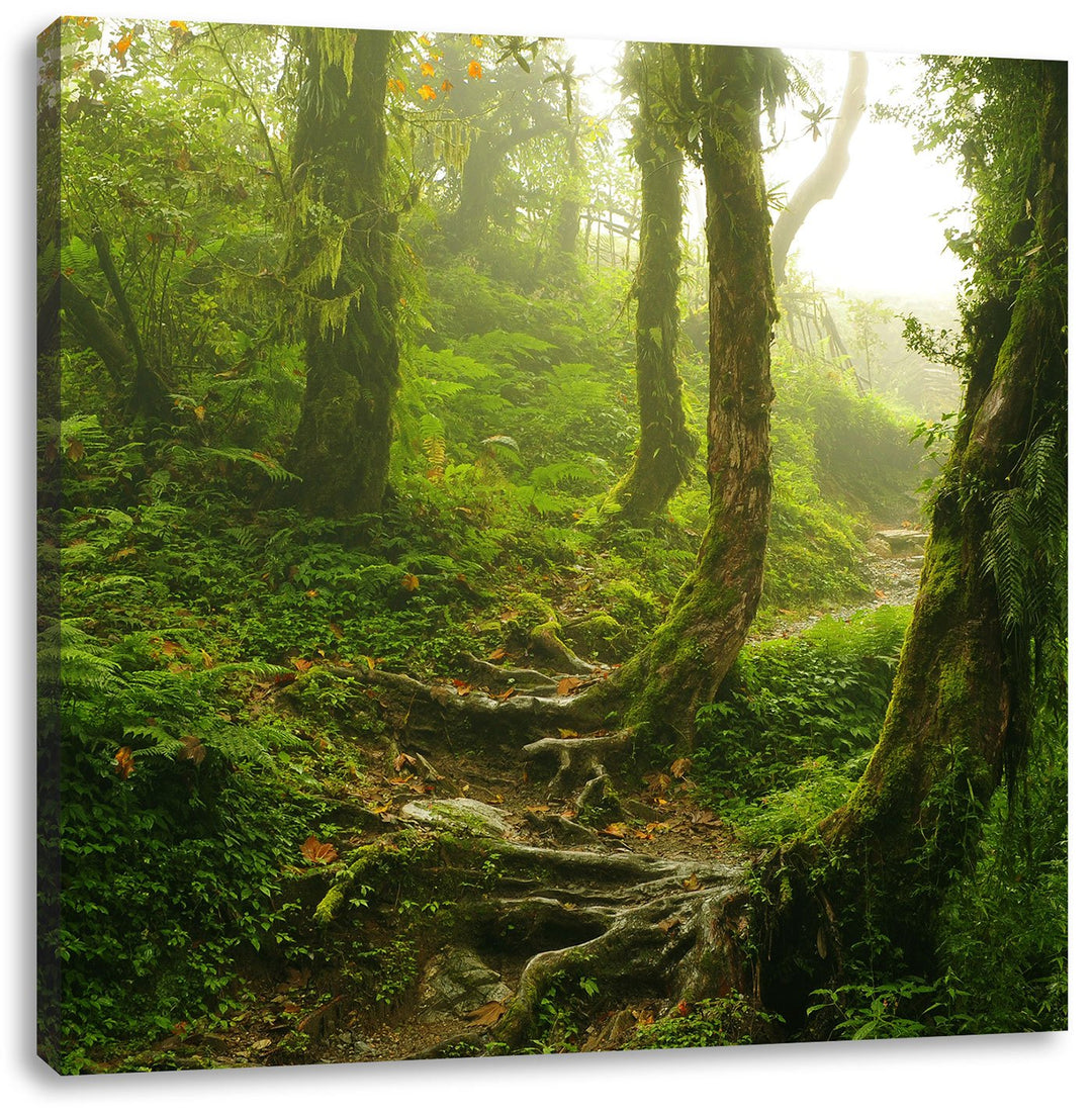 Unberührter Regenwald, Format: 70x70 auf Leinwand, XXL riesige Bilder fertig gerahmt mit Keilrahmen,