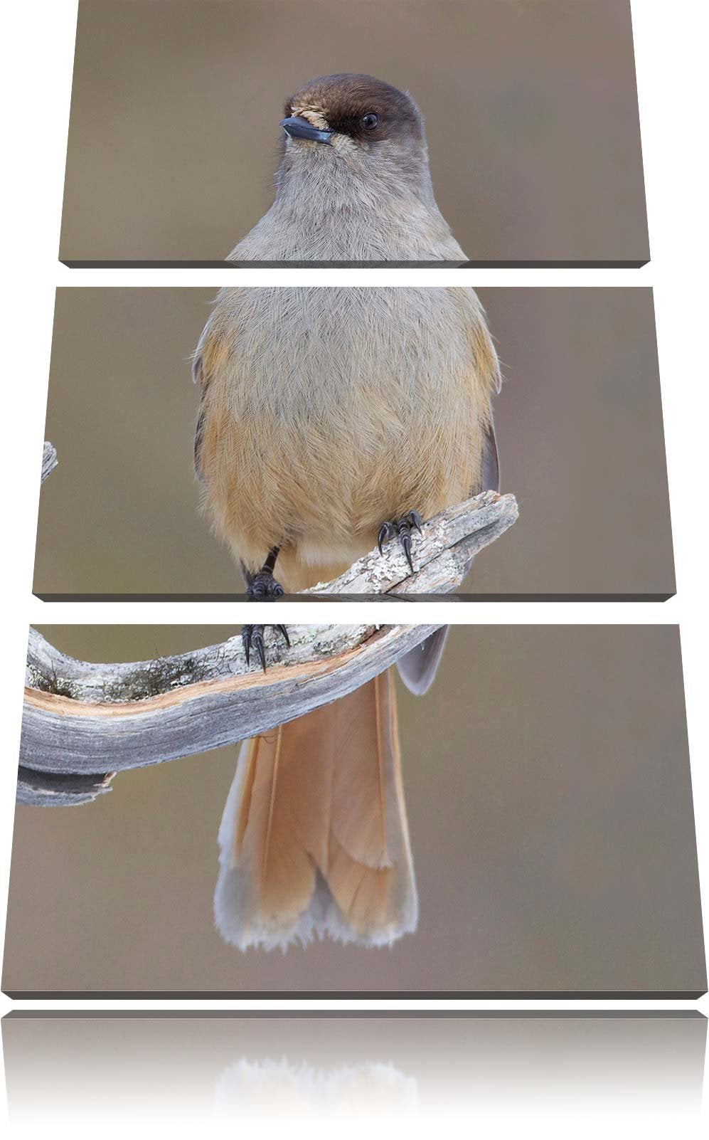 Pixxprint Kleiner Vogel auf AST als Leinwandbild/Grösse: 3 Teilig (120x80) cm/Wandbild/Kunstdruck/fe