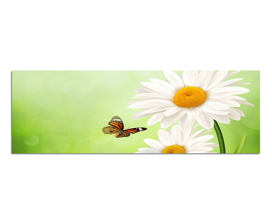Paul Sinus Art Panoramabild auf Leinwand und Keilrahmen 150x50cm Gänseblümchen Schmetterling Frühlin