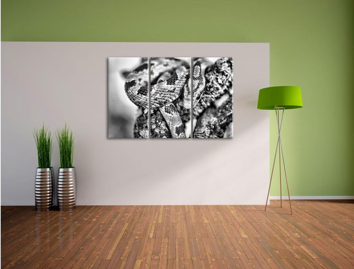 Pixxprint ruhende Kornnatter als Leinwandbild/Grösse: 3 Teilig (120x80) cm/Wandbild/Kunstdruck/ferti