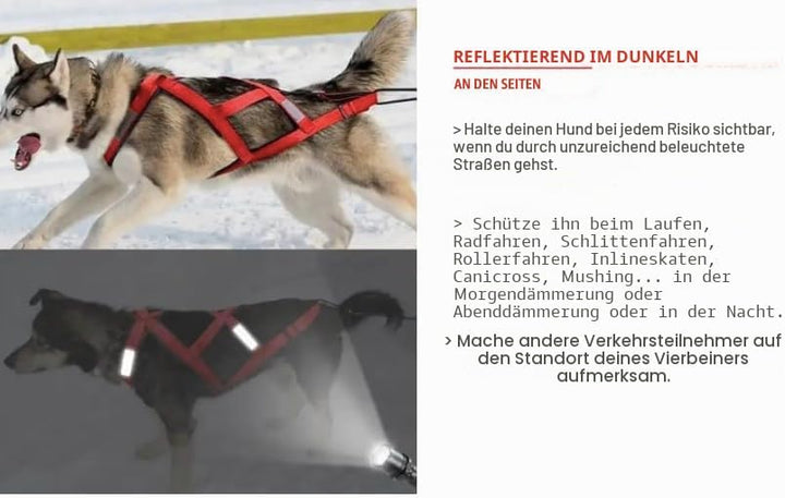 Total Sportgeschirr mit Hund, Laufen, Canicross, Schlitten, Mushing, Fahrrad, Roller... (M, Rot) M R