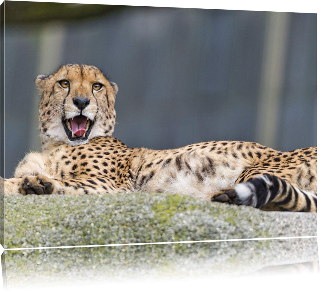 Pixxprint schlafender Gepard auf Leinwand, XXL riesige Bilder fertig gerahmt mit Keilrahmen, Kunstdr