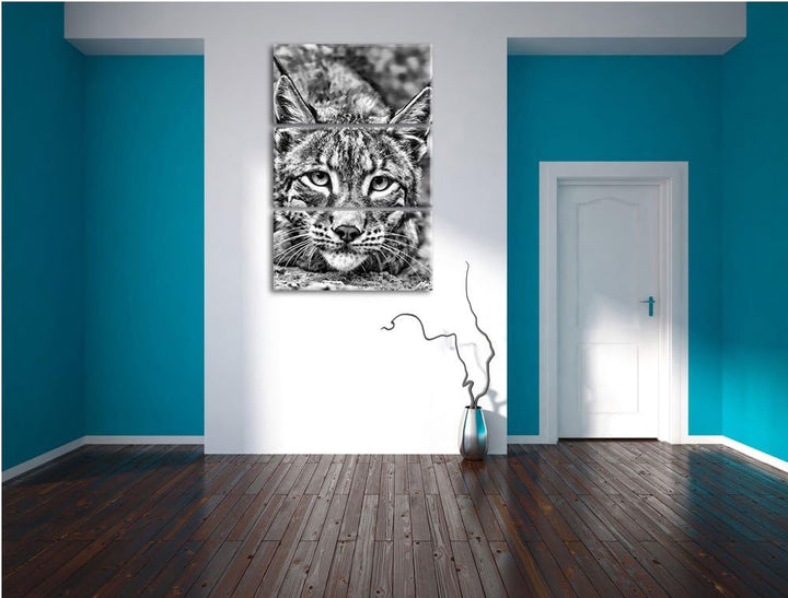 Pixxprint wachsamer Luchs als Leinwandbild/Grösse: 3 Teilig (120x80) cm/Wandbild/Kunstdruck/fertig b