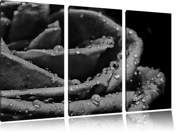 Pixxprint Tropfen auf roter Rose als Leinwandbild/Grösse: 3 Teilig (120x80) cm/Wandbild/Kunstdruck/f