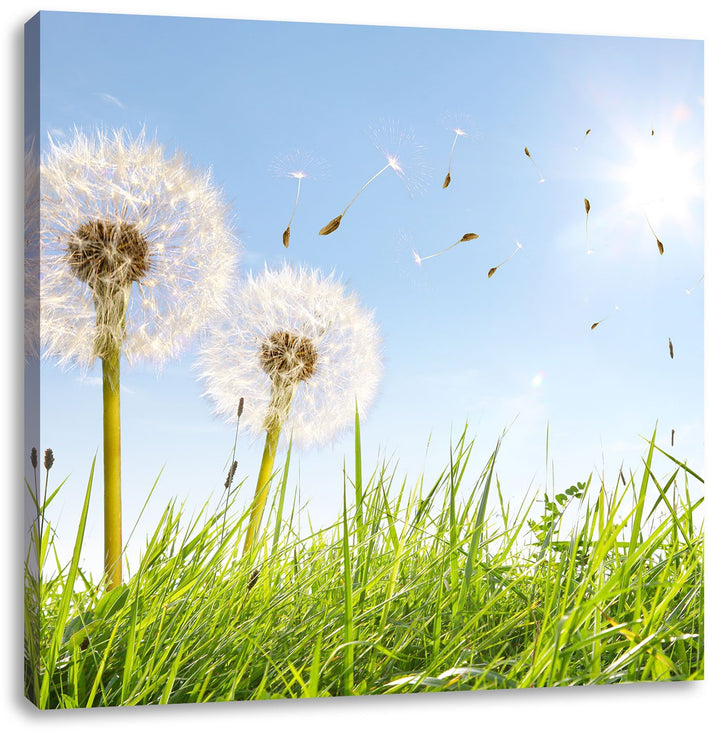 Pixxprint Pusteblumen auf Frühlingswiese / 70x70cm Leinwandbild bespannt auf Holzrahmen/Wandbild Kun