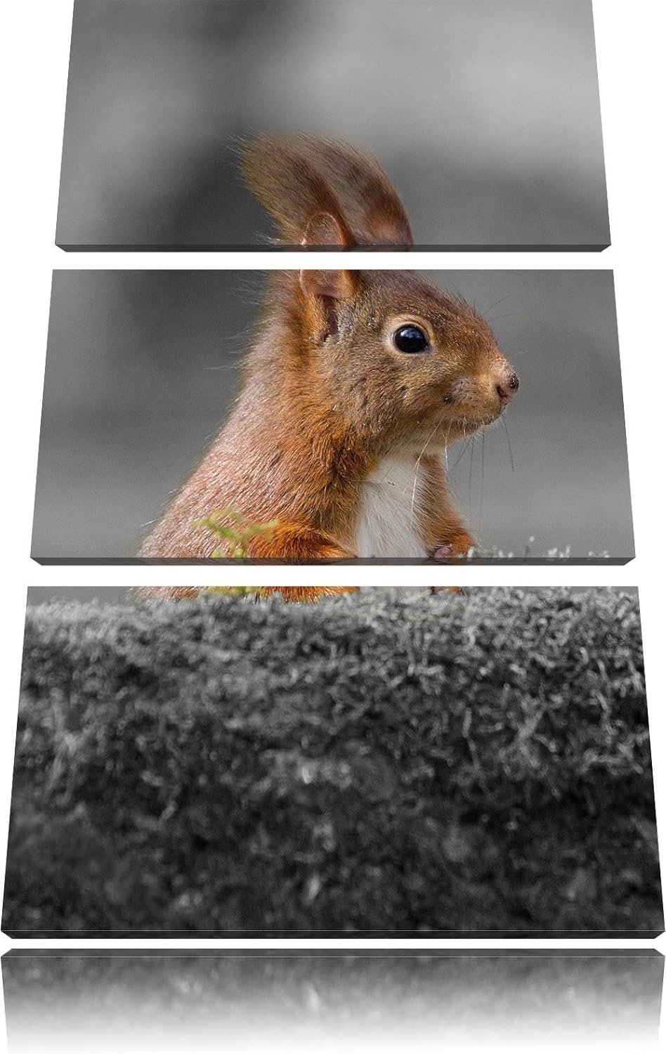 Pixxprint lustiges Eichhörchen hinter Baumstamm schwarz/weiss 3-Teiler Leinwandbild 120x80 Bild auf