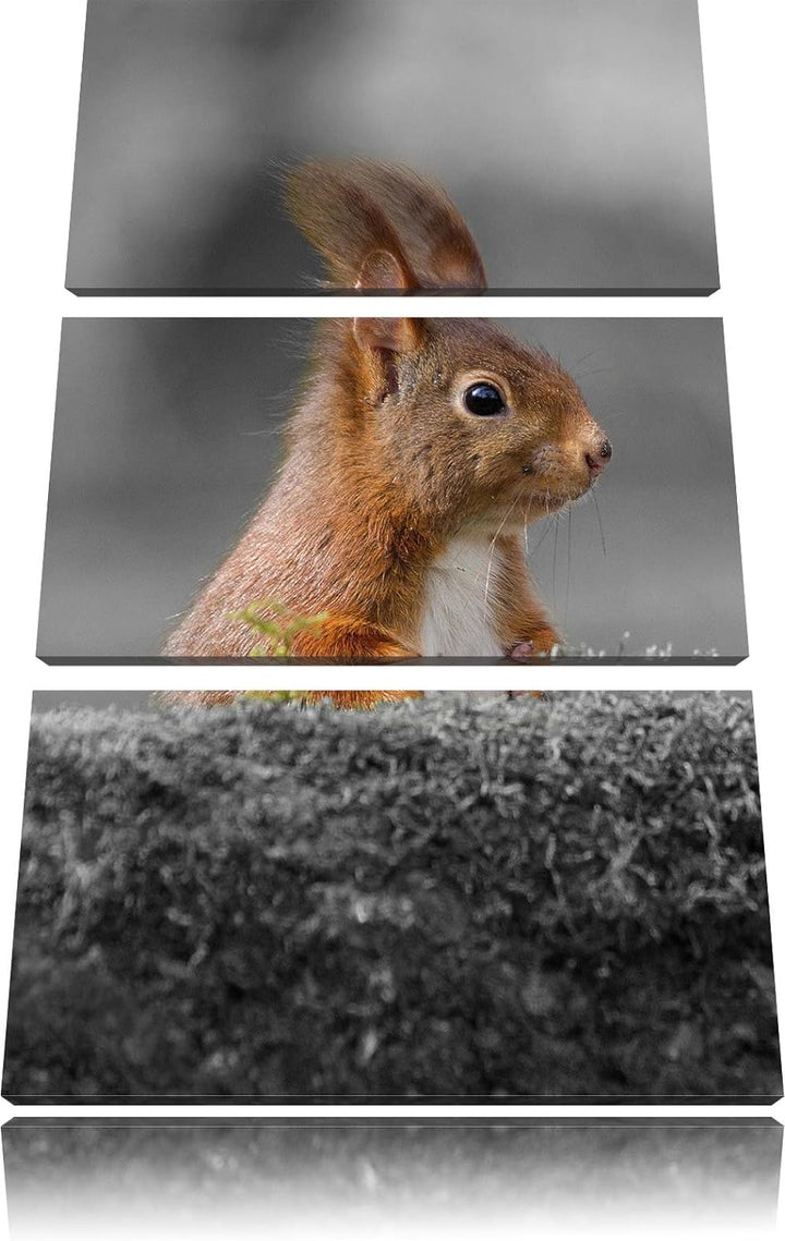 Pixxprint lustiges Eichhörchen hinter Baumstamm schwarz/weiss 3-Teiler Leinwandbild 120x80 Bild auf