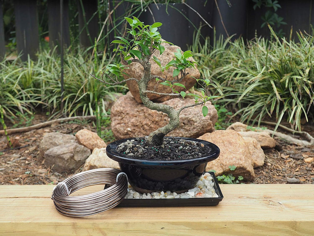 Grow A Bonsai Tree Eloxiertes Aluminium 2,5mm Bonsai Draht 250g grosse Rolle (60 Feet) - (2,5mm, Bra