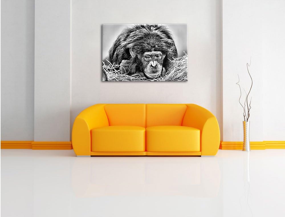 Pixxprint Kleiner Schimpanse im Heu / 100x70cm Leinwandbild bespannt auf Holzrahmen/Wandbild Kunstdr