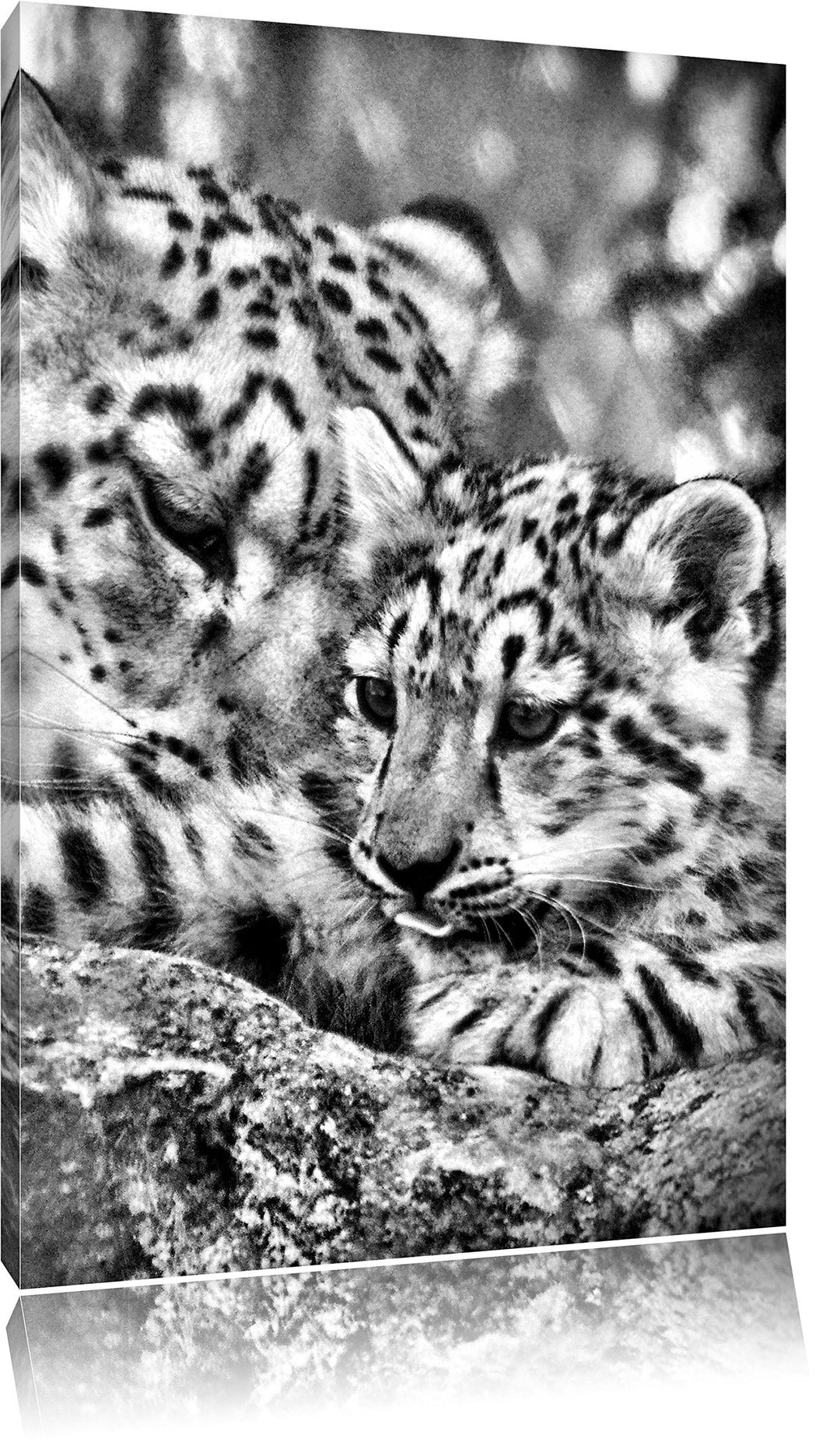 Pixxprint Monocrome, Leopard mit Jungtier, Format: 100x70 auf Leinwand, 100x70