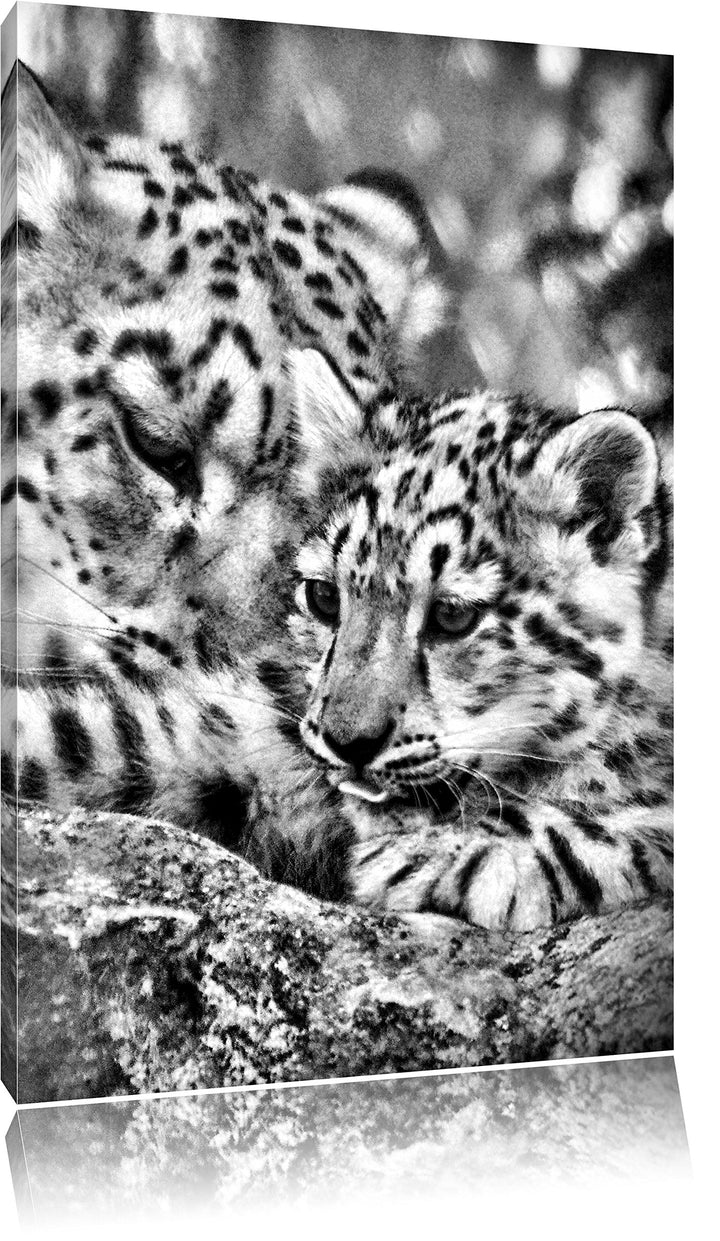Pixxprint Monocrome, Leopard mit Jungtier, Format: 100x70 auf Leinwand, 100x70