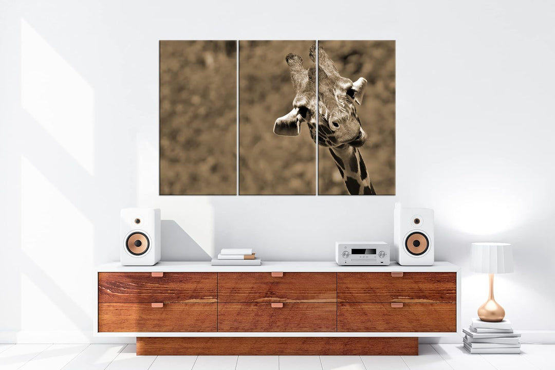 deyoli lustige Giraffe Format: 120x80 cm (3Teilig) Effekt: Sepia als Leinwandbild, Motiv fertig gera